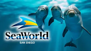 SeaWorld San Diego's Past, Present and Future