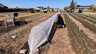 Planting Ranunculus & Setting Up (THE BEST) Low Caterpillar Tunnel! 🙌🌿😃 // Garden Answer