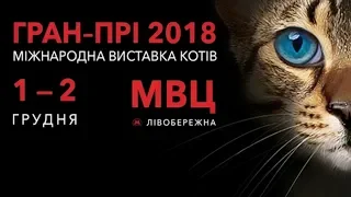 Международная выставка кошек. Киев, 2018 / video with cats for relaxation