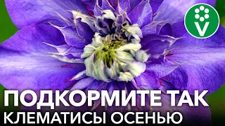 ПОСЛЕ ТАКОЙ ПОДКОРМКИ ОСЕНЬЮ ДАЖЕ САМЫЙ ХИЛЫЙ КЛЕМАТИС БУДЕТ УСЫПАН ЦВЕТАМИ!