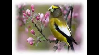 Wiosenny śpiew ptaków