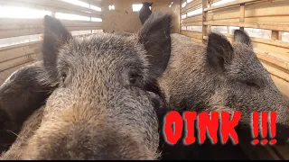 Trapping wild hogs and your Sunday morning wild hog market report with Muddyfeet