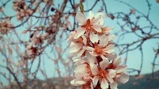 РЕЛАКС, музыка , цветущая сакура, как в сказке#релакс#    музыка #