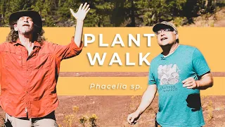 Phacelia, Plant Walk with Howie Brounstein and Steven Yeager