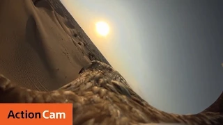 Victor the Eagle discovers the desert - The Eagle POV | Action Cam | Sony