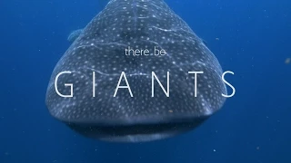 G I A N T S - Whale sharks of Isla Mujeres