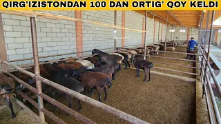 TOJIKISTON XAMDA QIRG'IZISTON QO'ZILARI KELDI ARZONLARIDAN