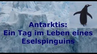 Antarktis #1 - Ein Tag im Leben eines Eselspinguins