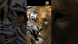 Tiger vs Lion Who is the most power #wild #animal #shortsvideo