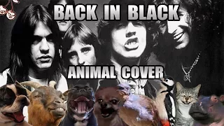 AC/DC - Back In Black (Animal Cover)