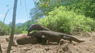 Brutal Hunt,Komodo Dragon Hunt Deer