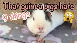 9 things guinea pigs hate