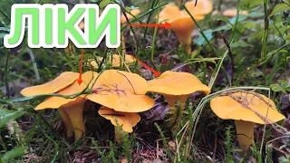 Лисички сестрички? Деякі гриби в Карпатах ростуть не тільки для гурманів! 🍄 🍄 🍄 (24.07.2023)