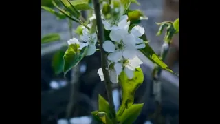 Bench Grafting fruit trees