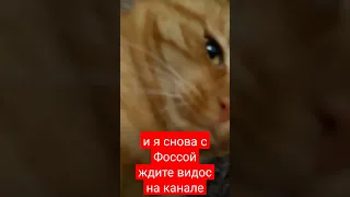 #кошка #мило #киев #2022 #моиновости #смешно #смешныевидео #канал #hulajnoga #топ