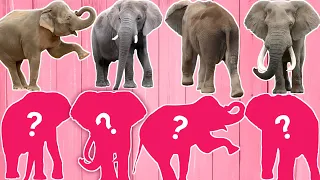 CUTE ANIMALS Funny Elephant . Africa, Indian, Sri Lanka, Sumatran (Choose Right Puzzle)