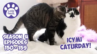 ICYMI Caturday! * Lucky Ferals S4 Episodes 150 - 159 * Cat Videos Compilation