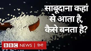 Sabudana Making Process: साबूदाना कहां से आता है और कैसे बनता है, जानिए पूरा प्रोसेस (BBC Hindi)