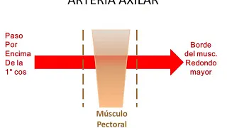 Tmmed anatomia - anato yeren 1 4