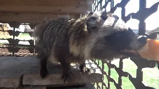 Raccoon dog eats bread. Енотовидная собака ест хлеб.