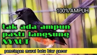 MURAI BATU GACOR sekali dengar murai batu langsung NYAUT