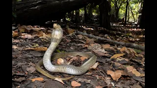 The defensive behaviour of a fully-grown Javan Spitting Cobra