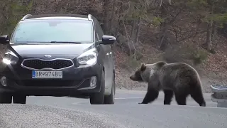 Medveď Nízke Tatry