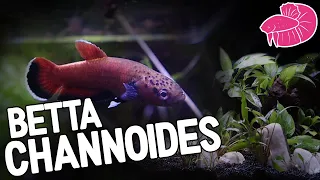 Wild Betta Channoides Unboxing and Spawning! (And Their New Low PH Planted Tank)