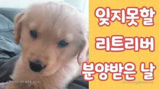 골든리트리버 가정분양 받기까지!!! 몇년이 걸려서 드디어 인절미를 만났어요^^ |Puppy feeding