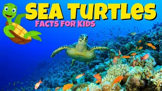 Sea Turtle Facts For Kids - World Sea Turtle Day