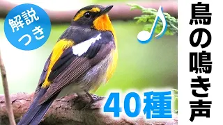 【春～初夏】鳥の鳴き声40種（さえずり）