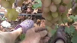 Сорт винограда "Таис" - сезон 2019 # Grape sort "Tais"