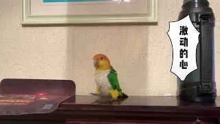 打翻東西後還要慶祝一番的凱克鸚鵡｜Caique Parrot celebrates after knocking down a box