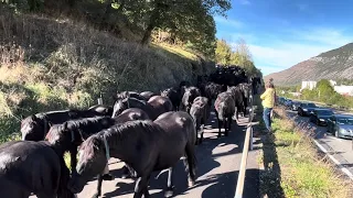 Transhumance des chevaux de Mérens à Luzenac (09)