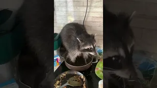 Почему не надо заводить енота дома🤪 #енот #енотдома #кухня #разрушения #raccoon