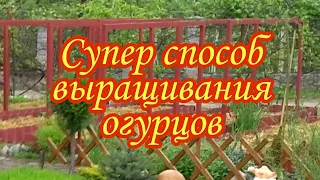 Супер способ выращивания огурцов.Огурцы на шпалере.Удобно.Чисто.Красиво.Сад.Дача.Красивый огород.