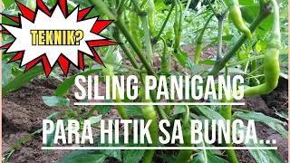 Tips para dumami ang sanga at bunga ng siling panigang🌶️🌶️🌶️