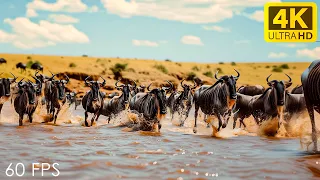 Our Planet | Great Migration of Africa Wildlife - Soothing Piano Music with Video 4K UHD 60 FPS