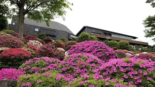 8K/30p 2023/04/22 根津神社つつじまつり(Nezu-jinja Shrine Azalea Festival)