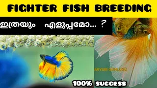how to breed betta fish malayalam / fighter fish breeding video (betta fish breeding)  niya bettas