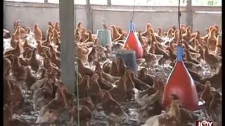 Poultry industry in distress - The Pulse on Joy News (20-4-16)