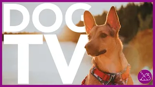 15 HOUR DOG TV - EXTREMELY ENTERTAINING VIDEO FOR DOGS!