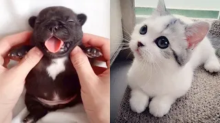 Cute TikTok Pets to Cure All Your Sadness