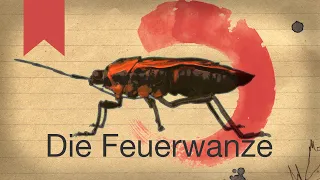 Die Feuerwanze - Das Leben eines Insekts