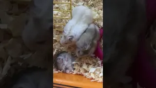 Драка хомяков / Hamster fight
