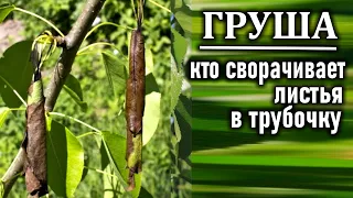 Кто сворачивает листья в трубочки на груше и как бороться с этим вредителем