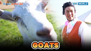 GOATS 🐐 [Two Days and One Night 4 Ep196-2] | KBS WORLD TV 231029