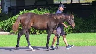 Lot 114 Telemon Thoroughbreds