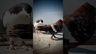 kabootar Bazi visit 😍#video #short #tiktok #pigeon #shortsfeed