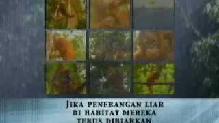 OUREI PSA in Bahasa Indonesia on impacts of illegal logging
